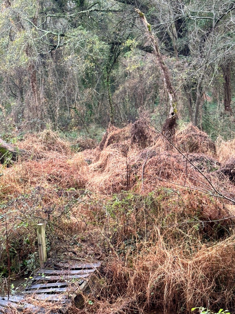 A forest on the eastern edge of the Atlana area. It is in back of an orphanage constructed after Atlanta was liberated from confederate state forces at the end of the u.s. civil war. I small bridge over a creek is shown. It is covered by vines that are going brown, Bushes and trees appear in the backgroun
